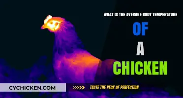 Checking Chicken Vitality: Average Body Temperature