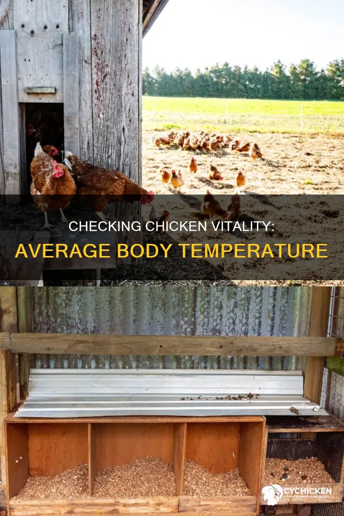 what is the average body temperature of a chicken