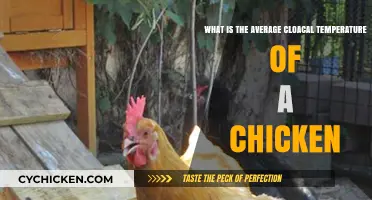 Understanding Chicken Health: Cloacal Temperature Insights