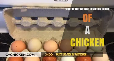 How Long Does It Take for a Chick to Hatch?