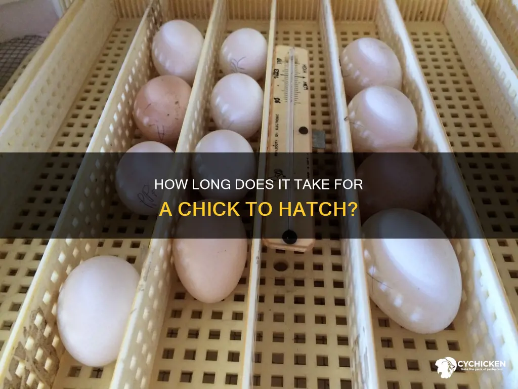 what is the average gestation period of a chicken