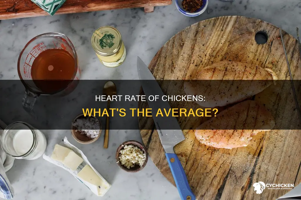 what is the average heart rate of a chicken