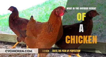 Understanding the Average Height of a Chicken: A Comprehensive Guide