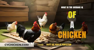 Unveiling the Surprising Intelligence: Average IQ of a Chicken Explored