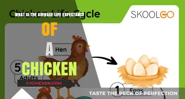 Life Expectancy of Chickens: How Long Do They Live?
