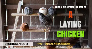 Laying Chickens: How Long Do They Lay Eggs For?