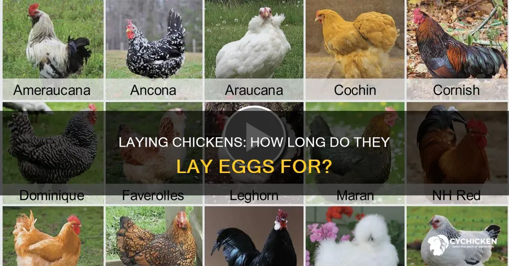 what is the average life span of a laying chicken