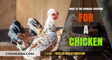 Understanding the Average Lifespan of Chickens: Factors and Insights