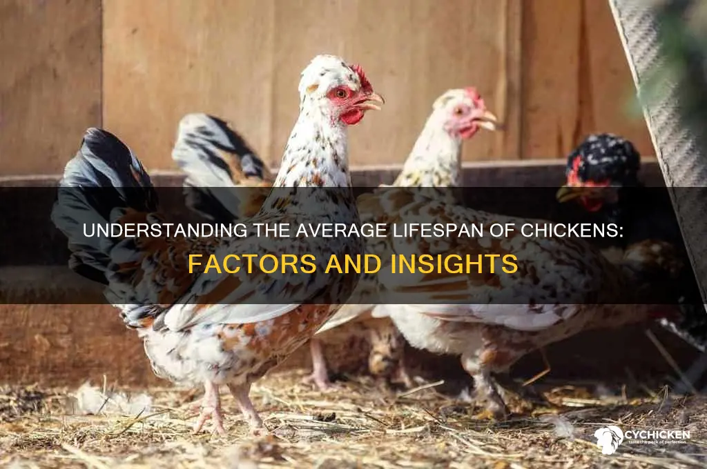 what is the average lifespan for a chicken