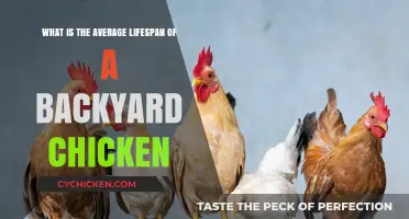 Backyard Chickens: How Long Do They Live?