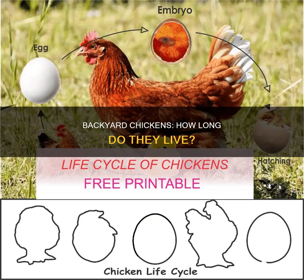 what is the average lifespan of a backyard chicken