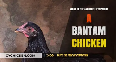 Bantam Chickens: How Long Do They Live?