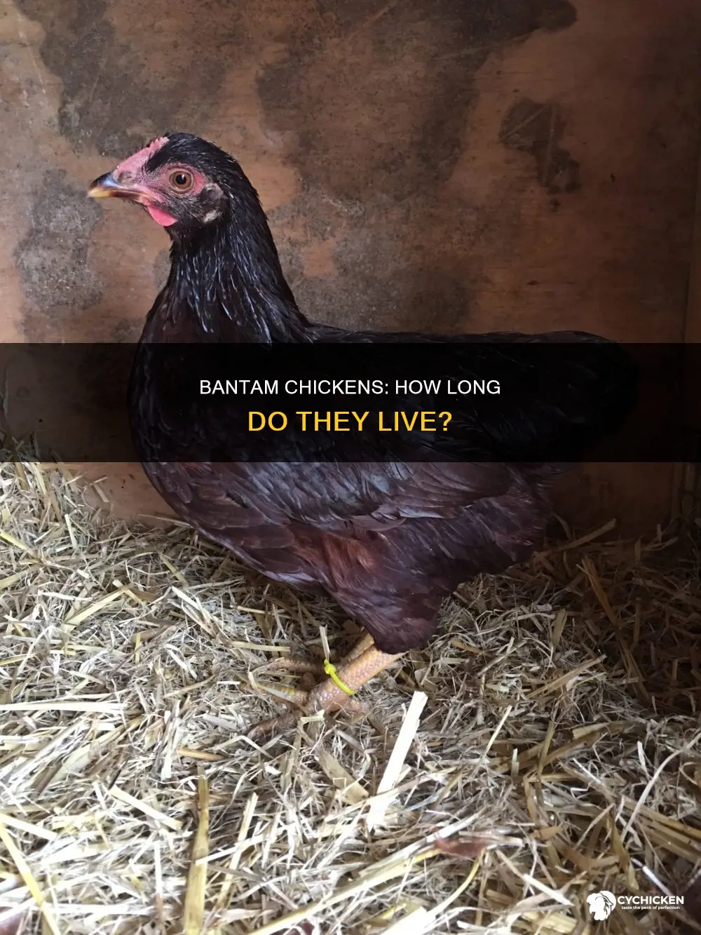 what is the average lifespan of a bantam chicken