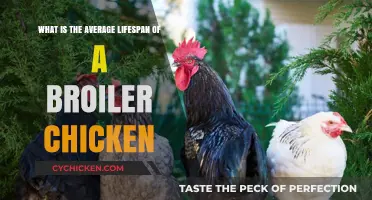 Broiler Chickens: How Long Do They Typically Live?