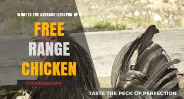 Free-Range Chickens: How Long Do They Typically Live?