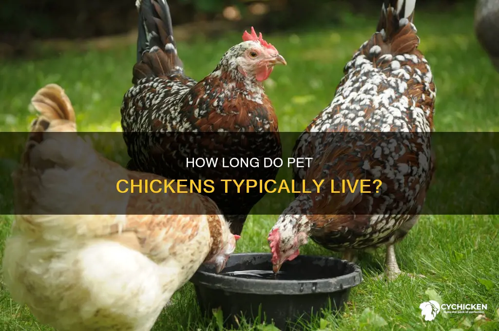 what is the average lifespan of a pet chicken