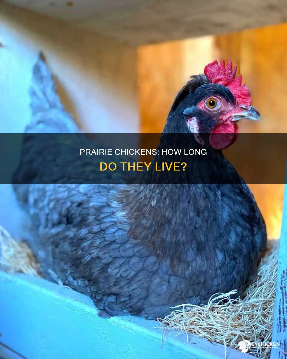 what is the average lifespan of a prairie chicken