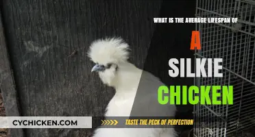 How Long Do Silkie Chickens Live on Average?