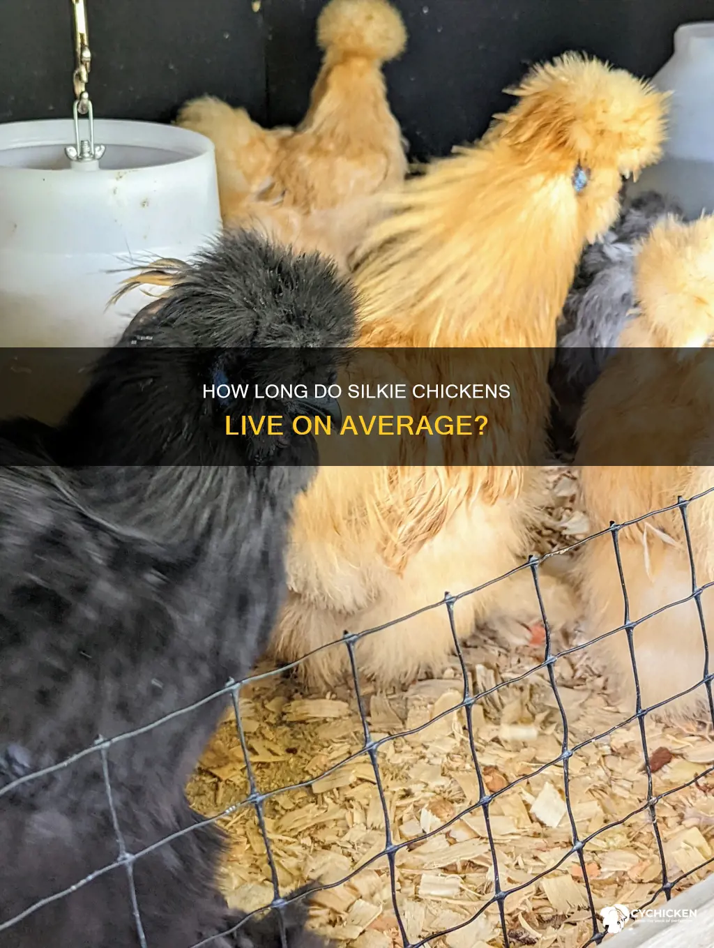 what is the average lifespan of a silkie chicken