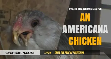 Ideal Size for an Americana Chicken