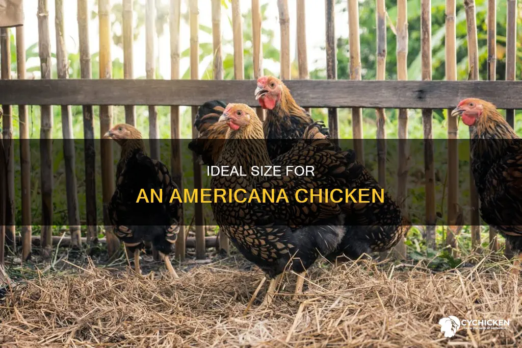 what is the average size for an americana chicken