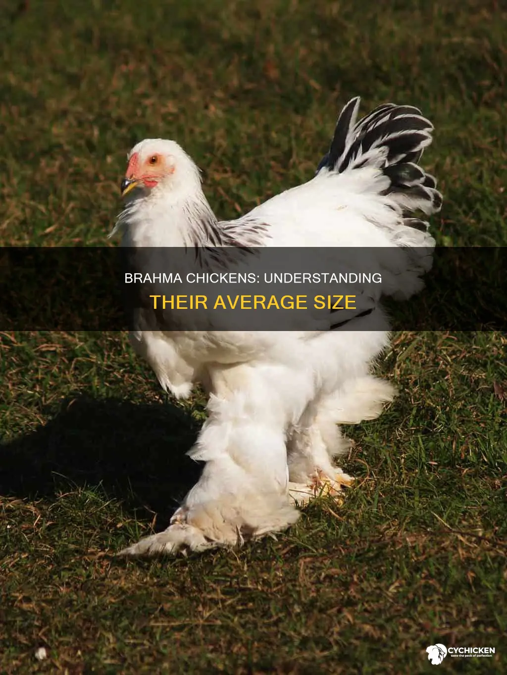 what is the average size of a brahma chicken