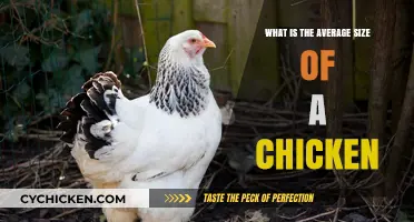Understanding the Typical Size of a Chicken: A Comprehensive Guide