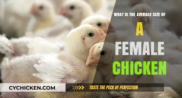 Standard Female Chicken Sizes: What You Need to Know