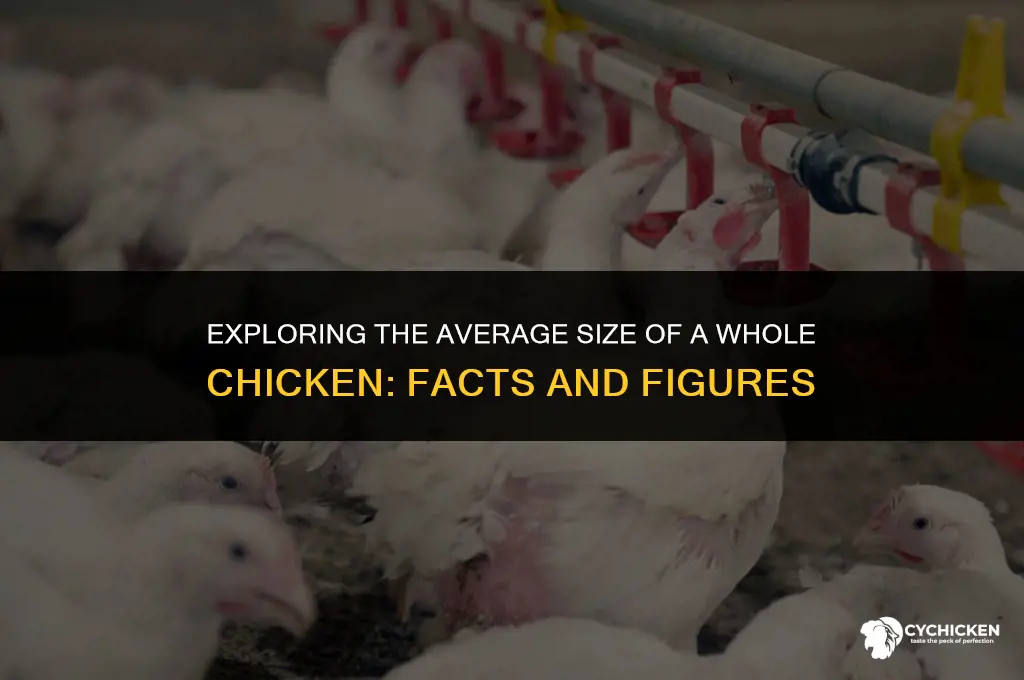what is the average size of a whole chicken