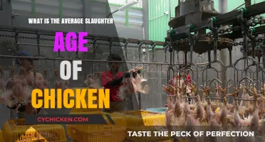 Understanding the Typical Age Chickens Reach at Slaughter