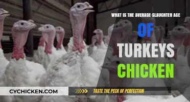 Slaughter Age of Turkeys and Chickens: How Old is Too Old?