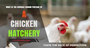 Chicken Hatchery Square Footage: How Much Space Do You Need?