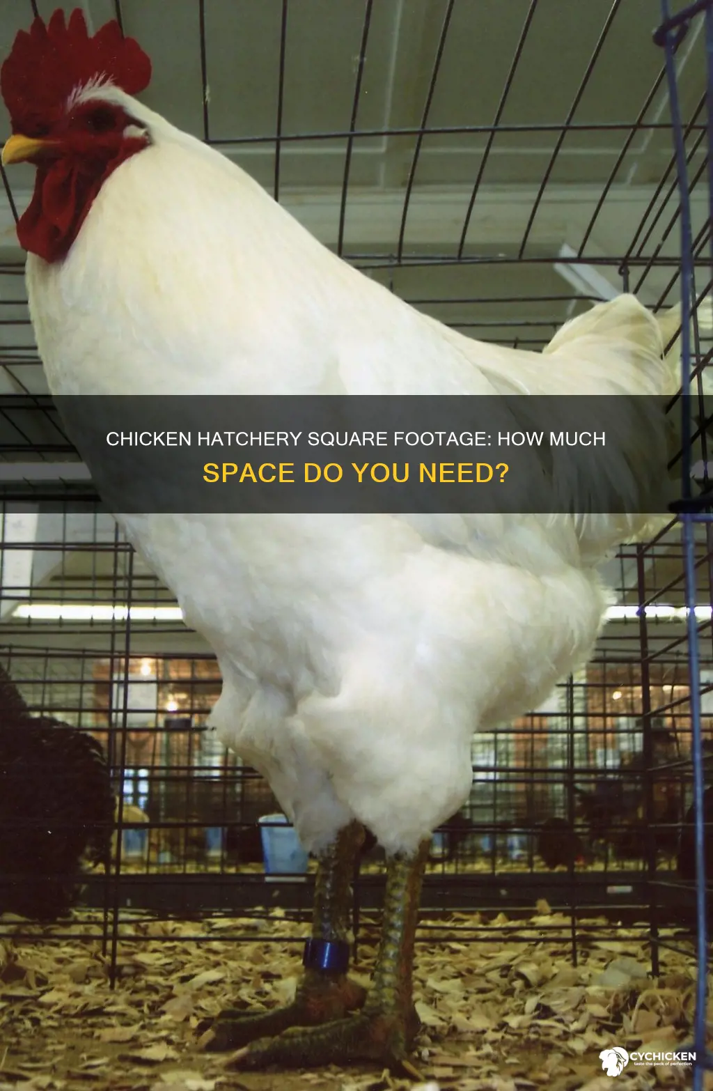 what is the average square footage of a chicken hatchery