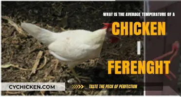 Chicken Body Temperature: Average in Fahrenheit