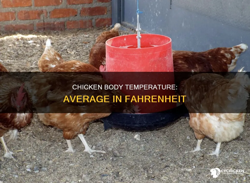 what is the average temperature of a chicken i ferenght
