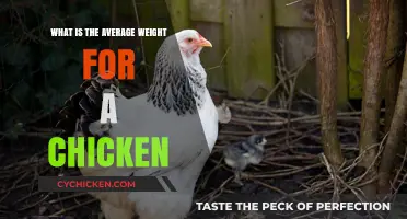 Understanding the Average Weight of a Chicken: A Comprehensive Guide