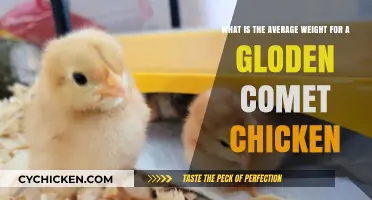 Golden Comet Chicken: Understanding Average Weight