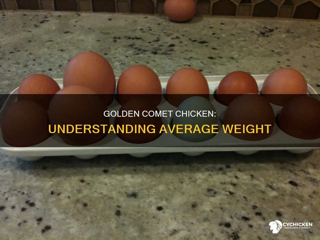 what is the average weight for a gloden comet chicken