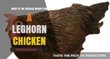 Leghorn Chicken Weight: What's Average?
