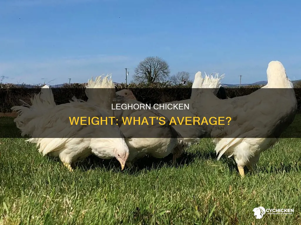what is the average weight for a leghorn chicken