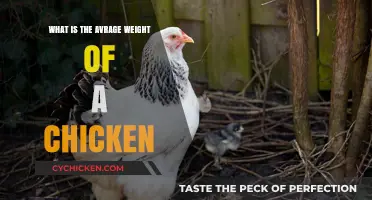 Understanding the Average Weight of a Chicken: A Comprehensive Guide