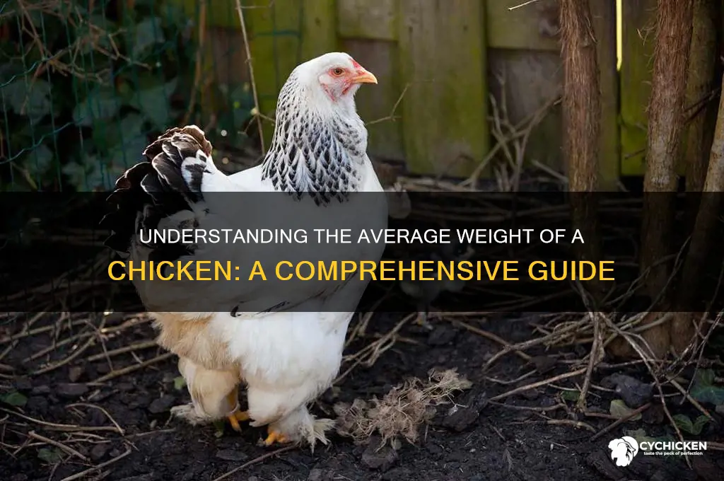 what is the avrage weight of a chicken