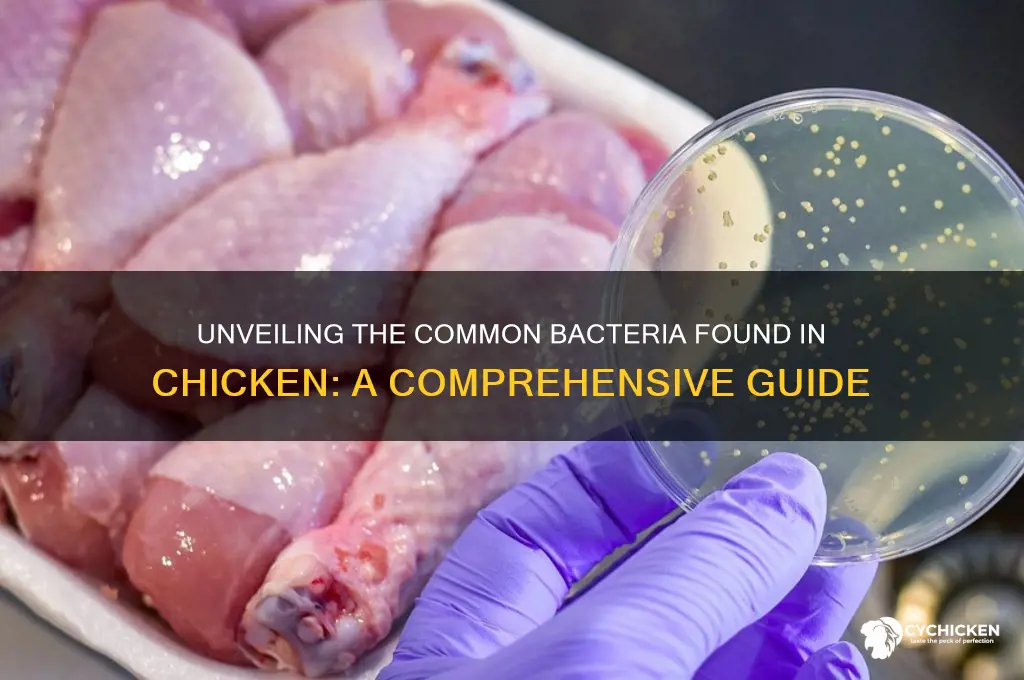 what is the bacteria found in chicken called