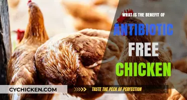 Healthier Choices: The Benefits of Antibiotic-Free Chicken Explained