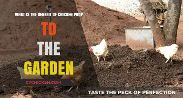 Chicken Poop: Supercharging Your Garden's Growth