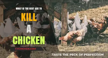 The Ideal Age for Butchering Chickens