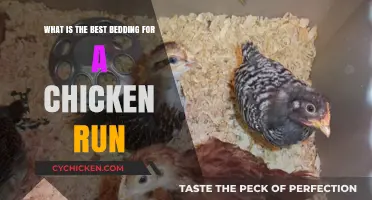Chicken Bedding: Choosing the Best for Your Flock's Health