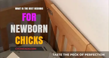 Cozy Beginnings: Choosing the Ideal Bedding for Newborn Chicks
