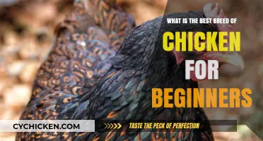 Best Chicken Breeds for Newbie Poultry Owners