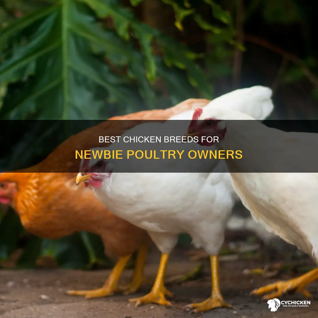 what is the best breed of chicken for beginners